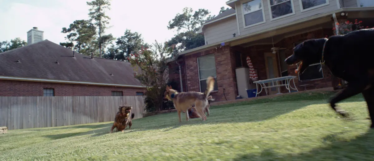 02 B Dogs