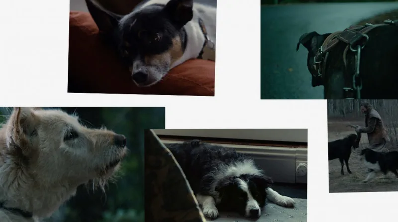 Dog Featured 1