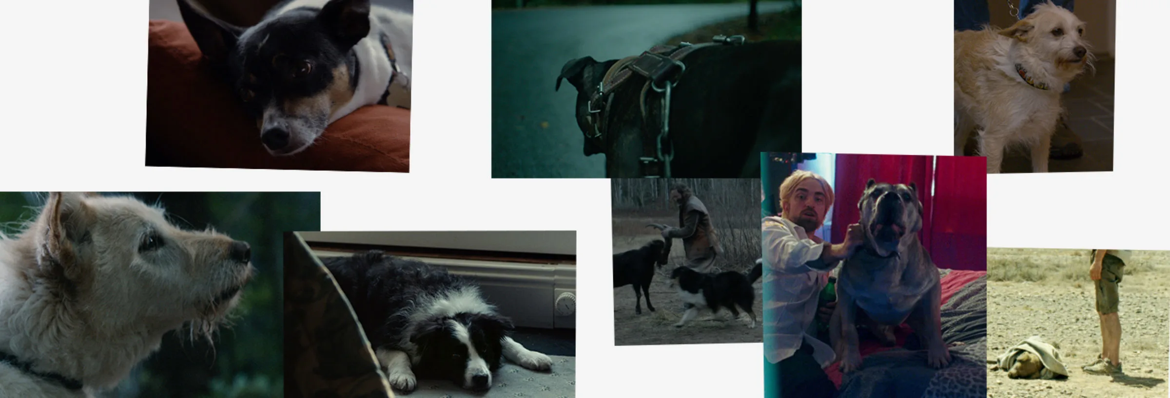 Featured C Dogs