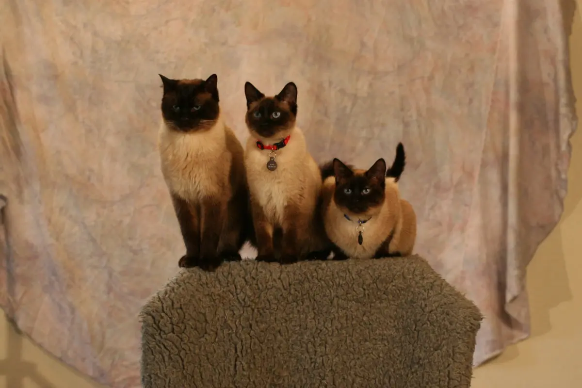Talented Animals 02